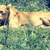 Asiatic lion Female