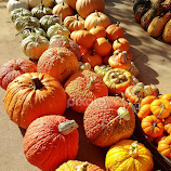 Farmers Market Pumpkin Line by Christine Keaton -  