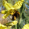 Abejorro común. Large earth bumblebee