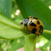 Variable Ladybird