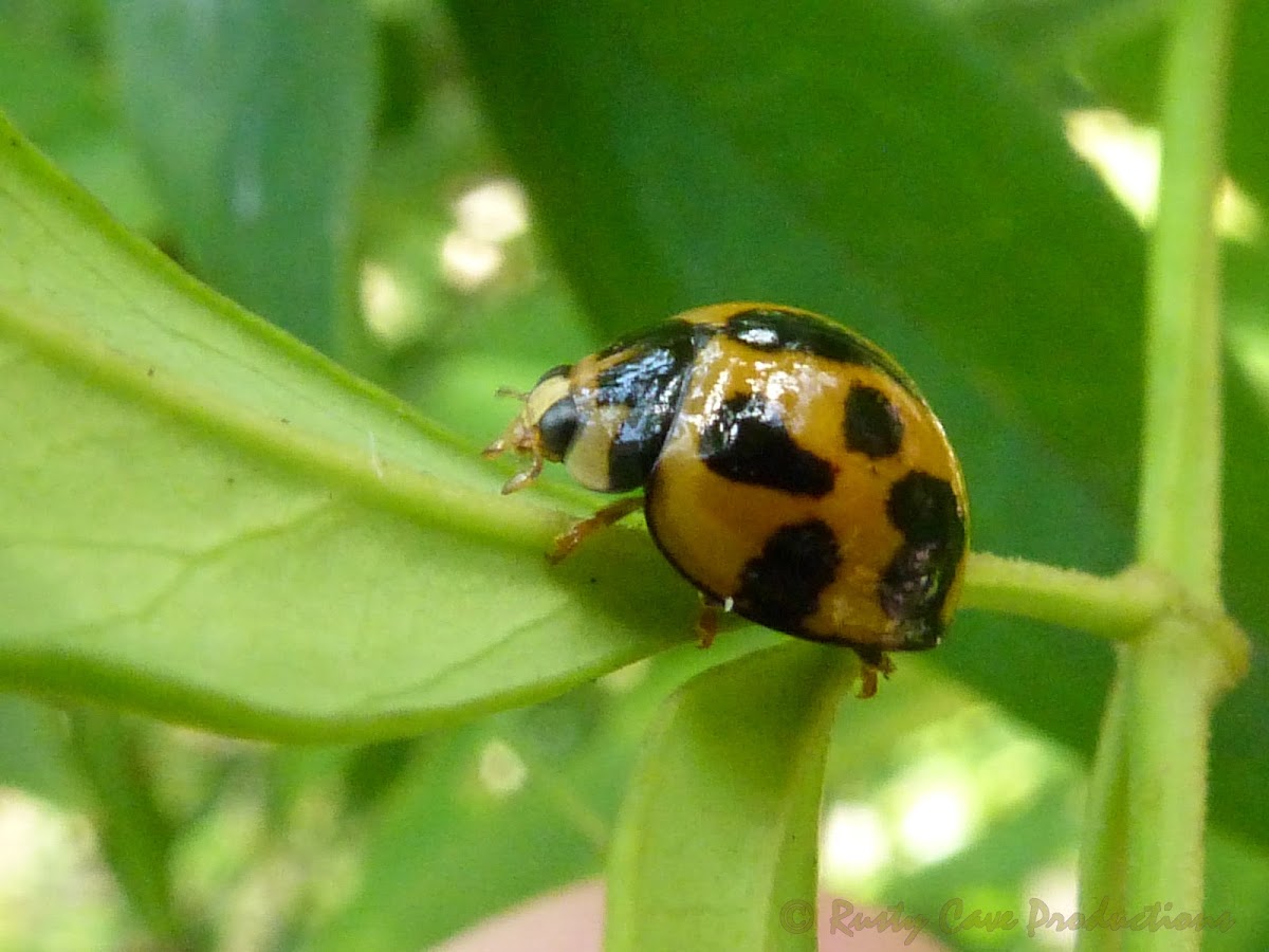 Variable Ladybird