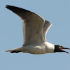 Bonaparte's Gull