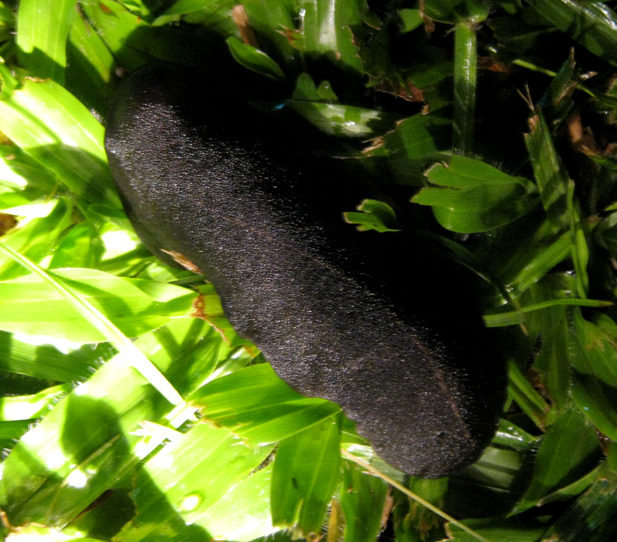 Tropical Garden Slug