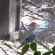 Red-bellied Woodpecker