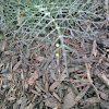 Black Swallowtail Eggs