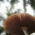 Fungalist: A comprehensive list of the fungi of Rajastan, Gudjarat & Madhya Pradesh