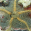 Sponge brittle star
