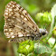 Orcus Checkered-Skipper