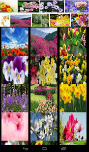 Download Beautiful Flowers Wallpaper APK for Android