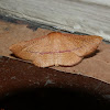 Picture-winged Leaf Moth