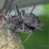 Wheel Assassin Bugs (mating)