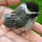 Chickadee