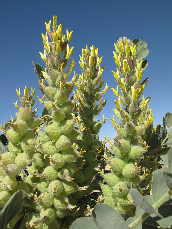 Cairo Milk-vetch