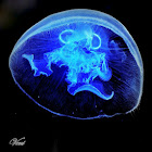 Moon Jellyfish Or Saucer Jelly