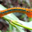 Blue day moth caterpillar