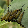Long tailed sawfly (larvae)