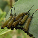 Long tailed sawfly (larvae)