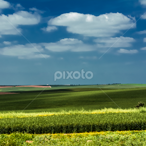 Green Wheat by Robert Namer - Landscapes Prairies, Meadows & Fields