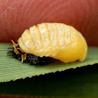Pupating ladybird larva