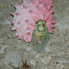 cicada - jar fly