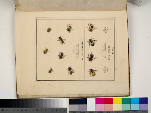 Syrphidae from Harris' An exposition of English insects