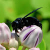 Indian Bhanvra or Giant Carpenter Bee