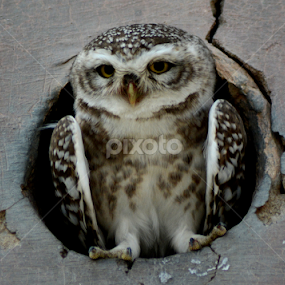 Owls are nocturnal hunting birds with of prey by Rakesh Sharma - Animals Birds