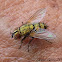 Golden Tachinid Fly