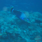 Bignose unicornfish