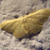 Polilla Geometridae sp. Scopula