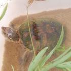 musk turtle