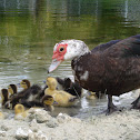 Muscovy Duck and Ducklings 