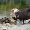 Muscovy Duck and Ducklings 