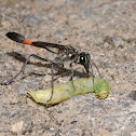 Thread-waisted wasp (with caterpillar)