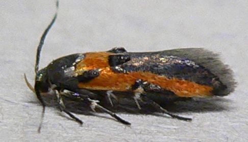 Kermes Scale Moth