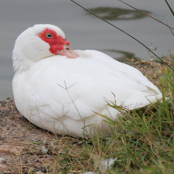 Muscovy Duck (domestic variety)