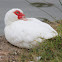 Muscovy Duck (domestic variety)