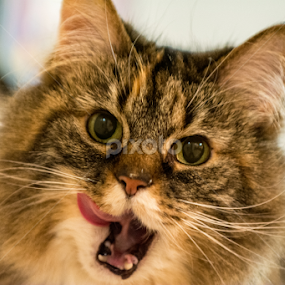 Whipped Cream is YUMMY! by E.g. Orren - Animals - Cats Portraits