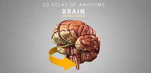 Brain 3D Anatomy Lite APK