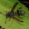 Northern Paper Wasp- ♂