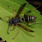 Northern Paper Wasp- ♂