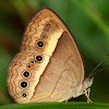Orange Bush-brown Butterfly