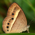 Orange Bush-brown Butterfly