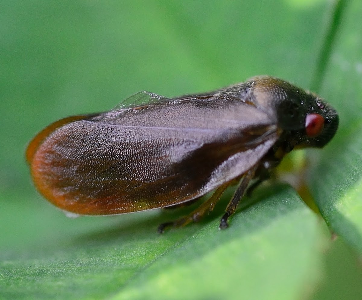 Leafhopper (unidentified)