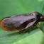 Leafhopper (unidentified)
