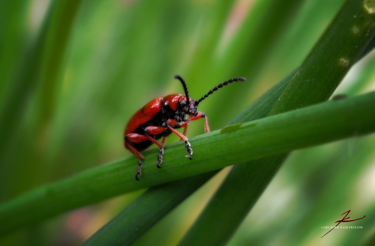 Lilioceris Beetle