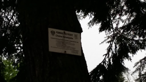 Legnica, Grabskiego, Pomnik Przyrody Choina Kanadyjska 