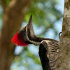 Lineated woodpecker