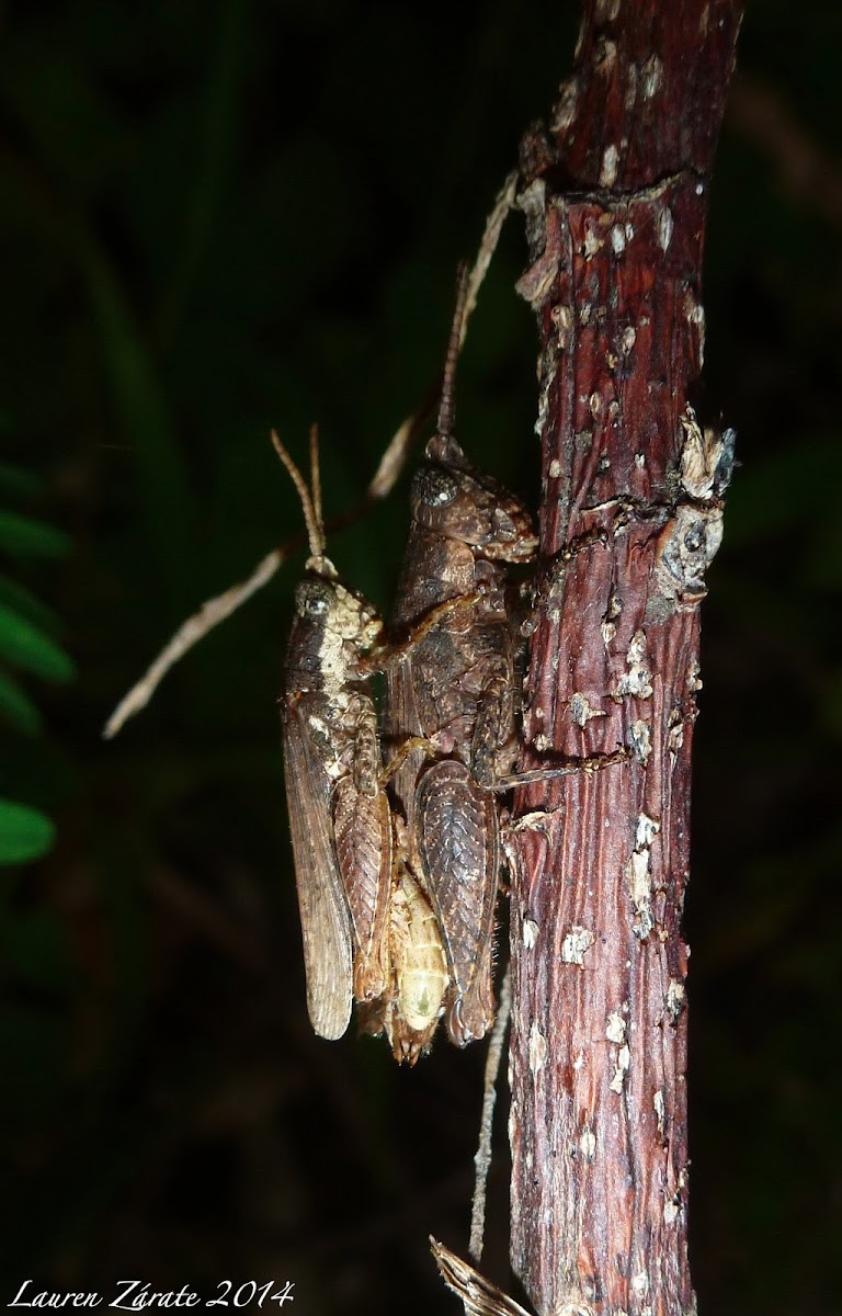 Short-Horned Grasshoppers