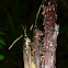 Short-Horned Grasshoppers